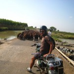 sheeps